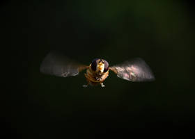 Rainbow wings
