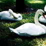 Sleeping Swans