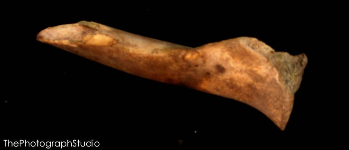 Coyote Leg Bone