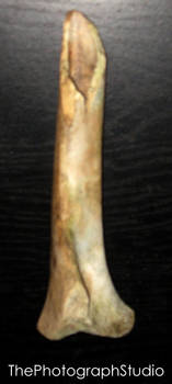 Coyote Leg Bone 2