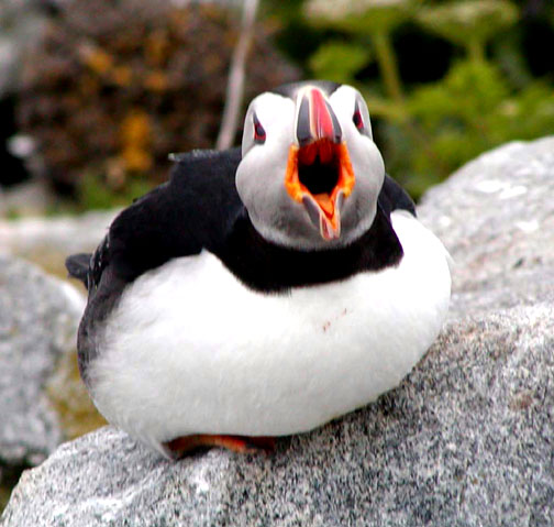 Puffin Mouth