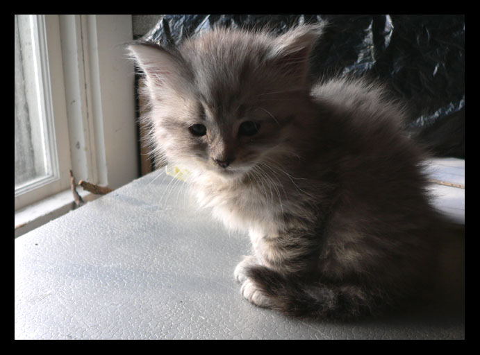 Maine Coon kitten XIV