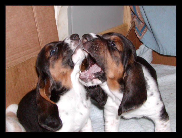 Basset Hound puppies