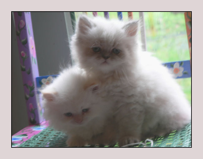 Himalayan kittens IV