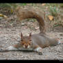 Spread Eagle Squirrel