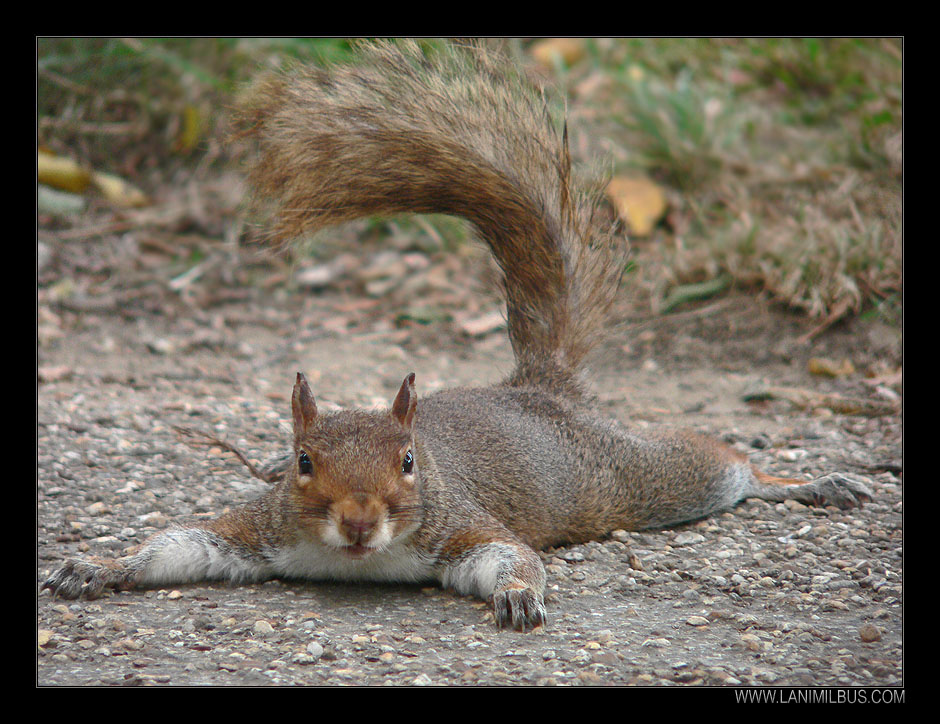 Spread Eagle Squirrel