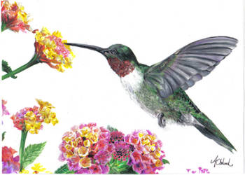 Hummingbird