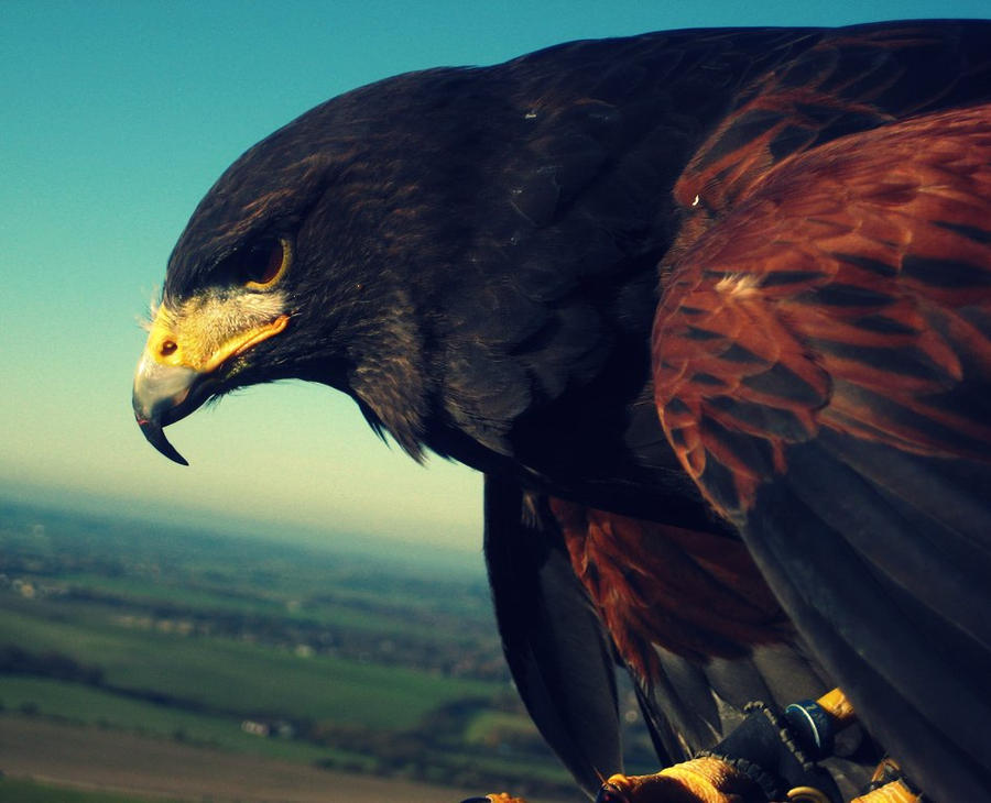 Harrison Hawk Ridge Harrison Hawk by akrPhotography on DeviantArt