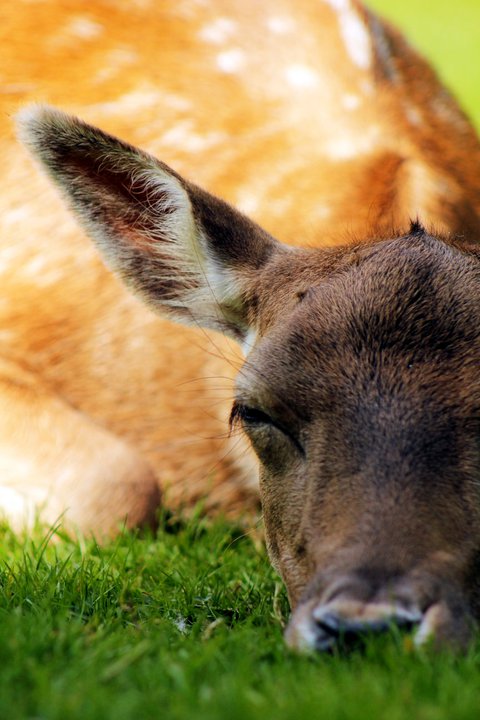 Napping Deer II