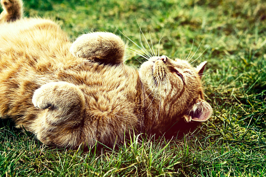 Tiggs Insect Playful Tiggs II by akrPhotography on DeviantArt