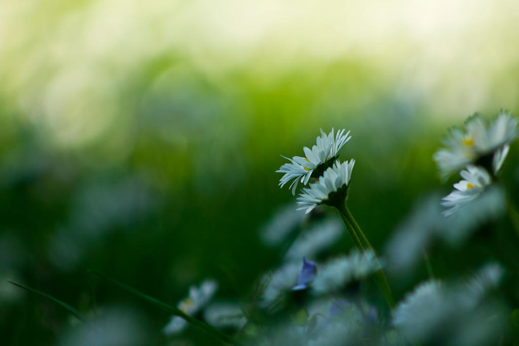 Spring Daises by akrPhotography on DeviantArt