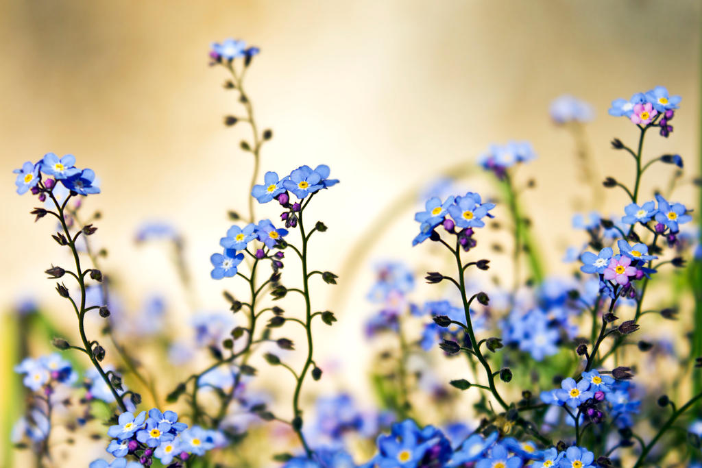 Forget Me Not