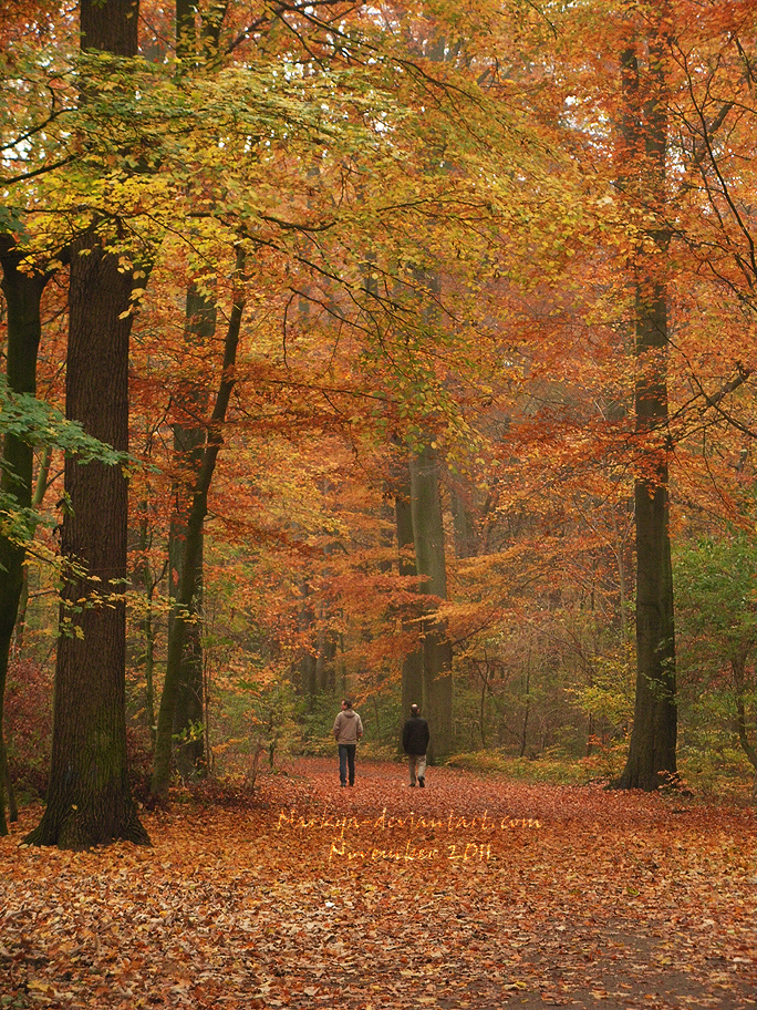 Late fall walk