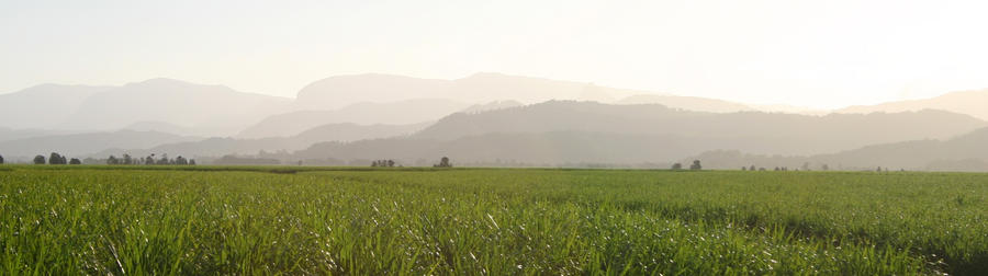 Cane N' Hills