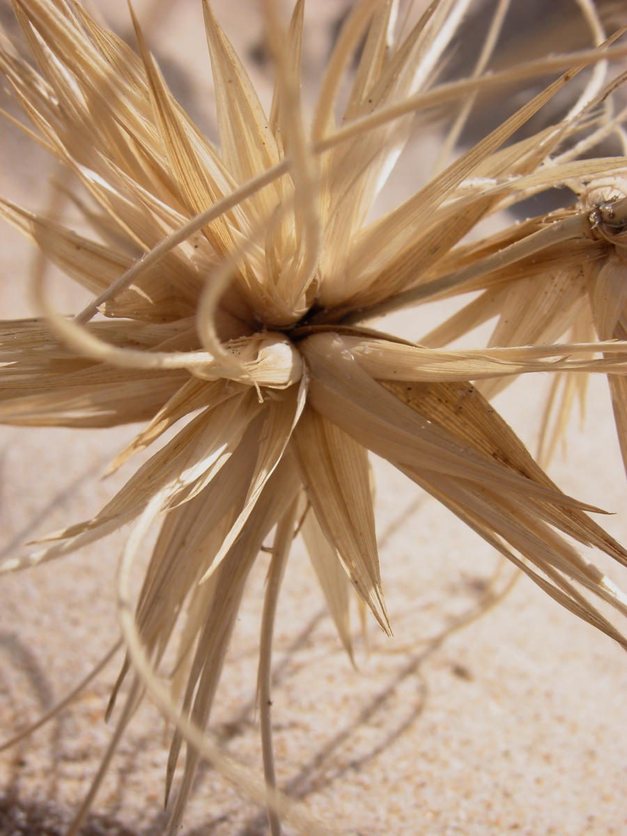 Sand Spinifex