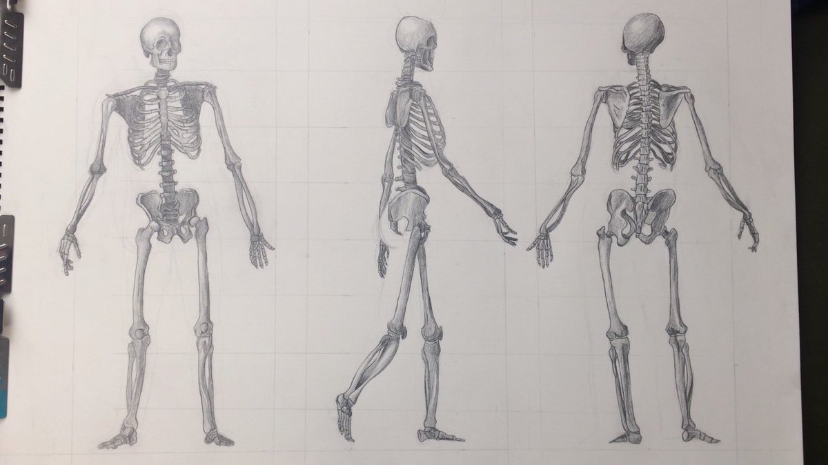 skeletal studies