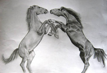 Fighting horses