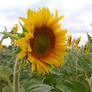 Sun Flower