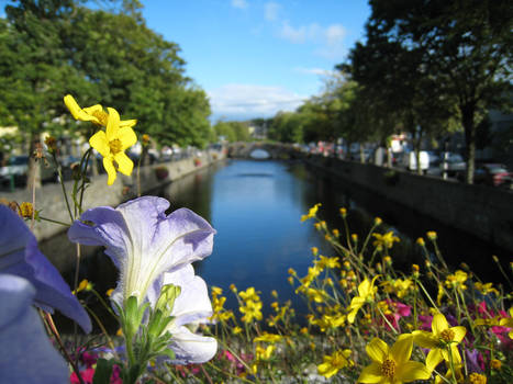 Westport flowers