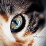 Speckled eye by kim-e-sens