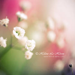 Delicate blooming II