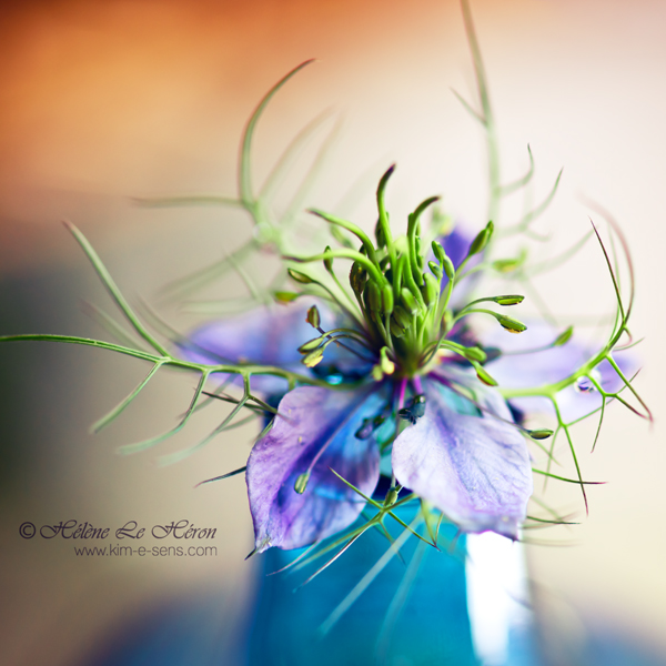 Love in a mist II