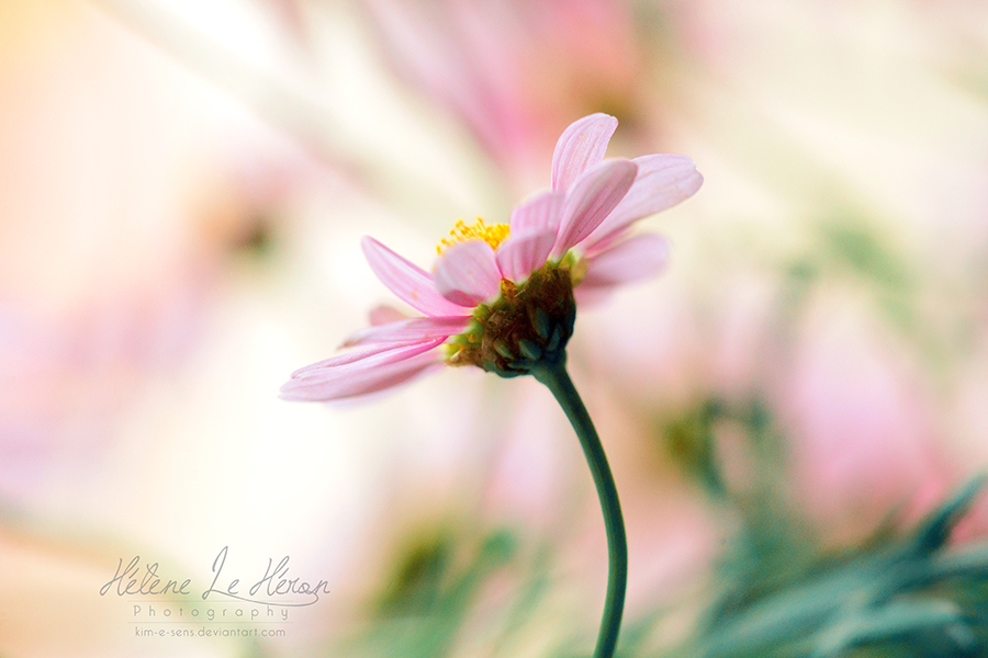 Spring light flavour by kim-e-sens Spring light flavour by kim-e-sens