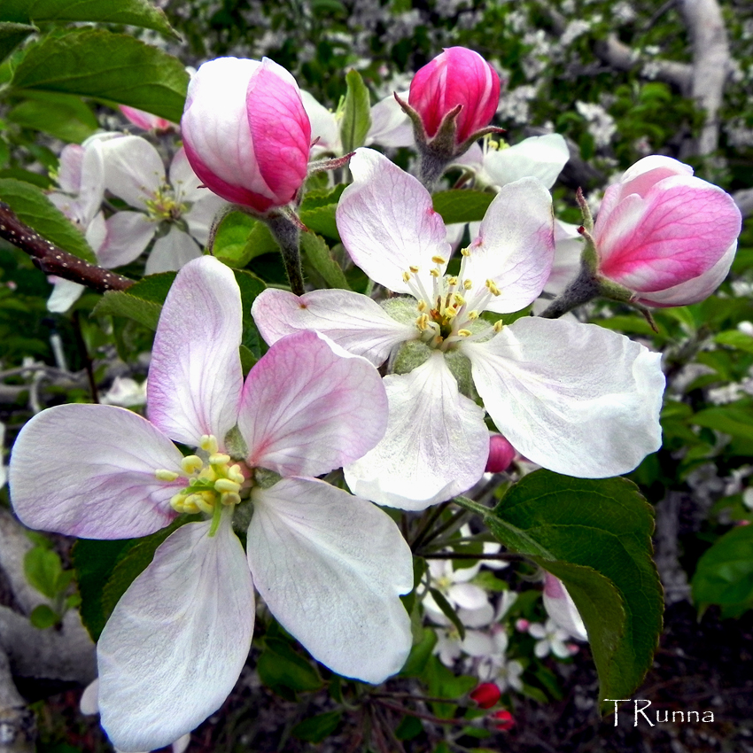 Apple Blossoms