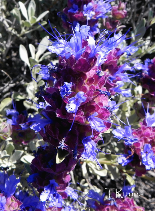 Purple Sage