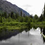 Still Waters with Green