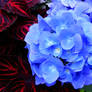 Hydrangea with Coleus