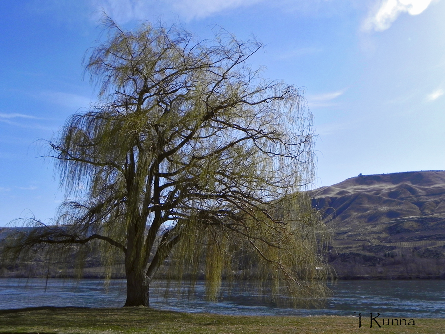 Willow on the River