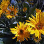 Arrowleaf Balsamroot