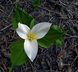 Trillium