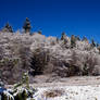 Frosty Morning 