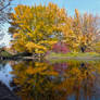 Fall Reflections 