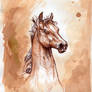 Arabian horse head study