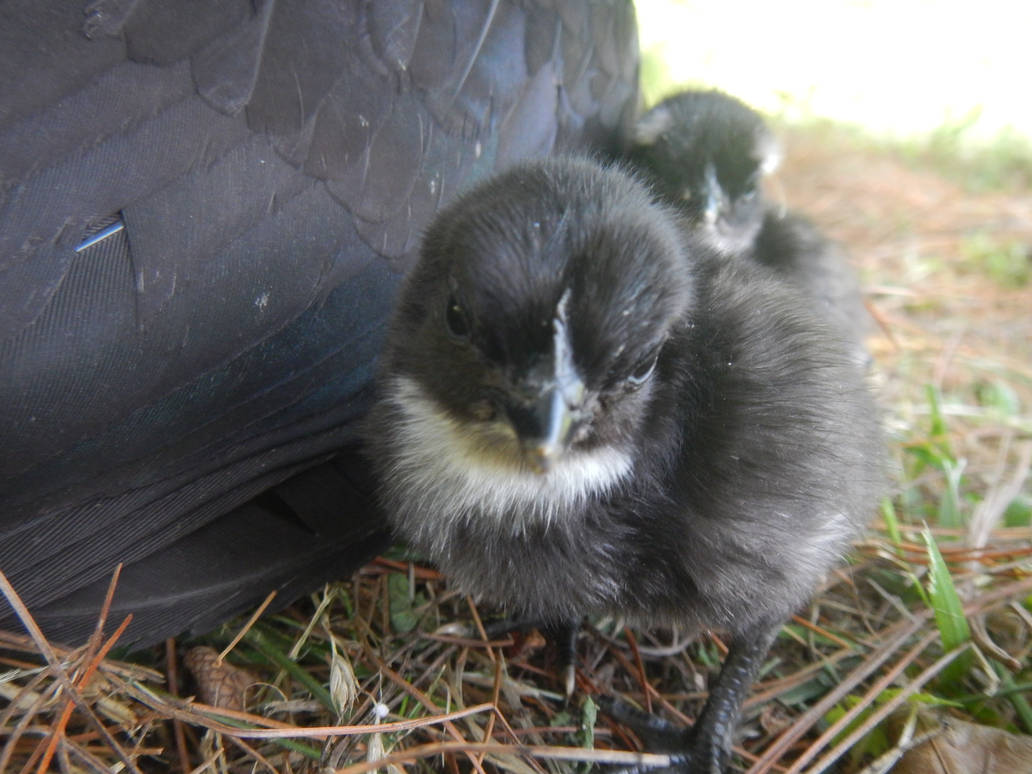 Chicky Rooster Baby rooster chicky by GarnetaBlox on DeviantArt