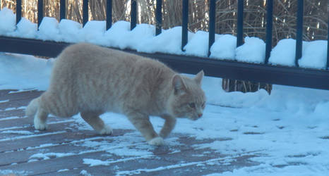 Snooper (Stray cat)