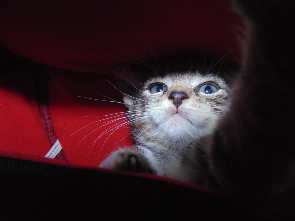 Cat selfie by Kehren on DeviantArt