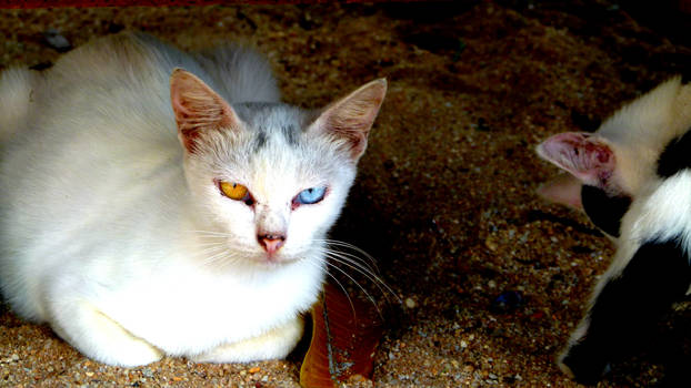 Cat with weird eyes