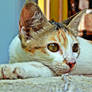 My lovely cat , Siput