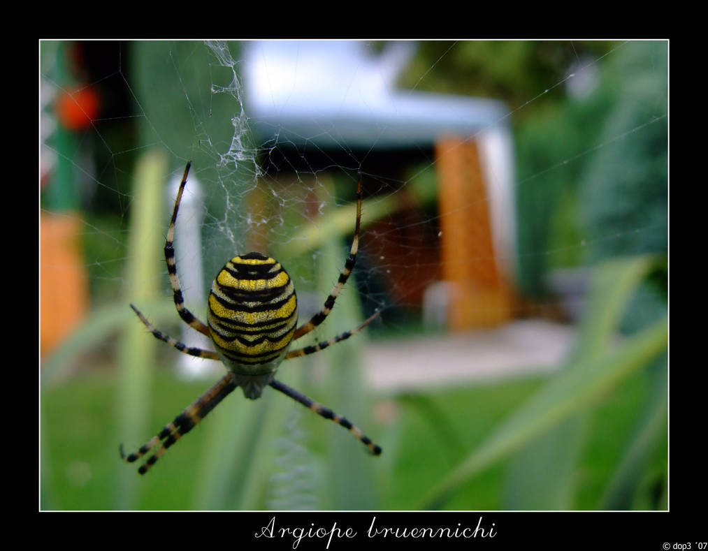 argiope-bruennichi-by-dop3-on-deviantart