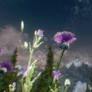 Flowerpower in Skyrim 