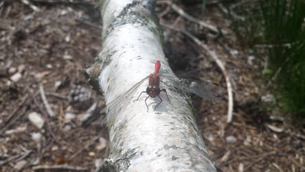 red dragonfly