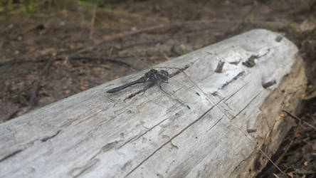 dragonfly - moor
