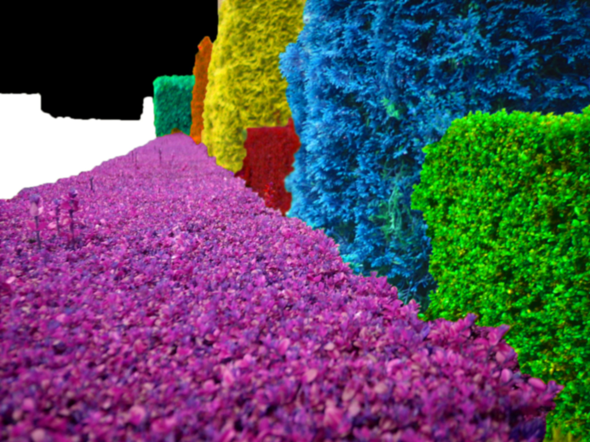 Psychedelic Hedges