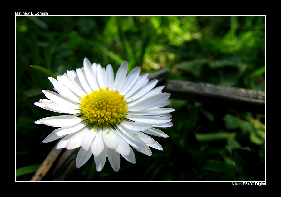 Aspen Daisy III