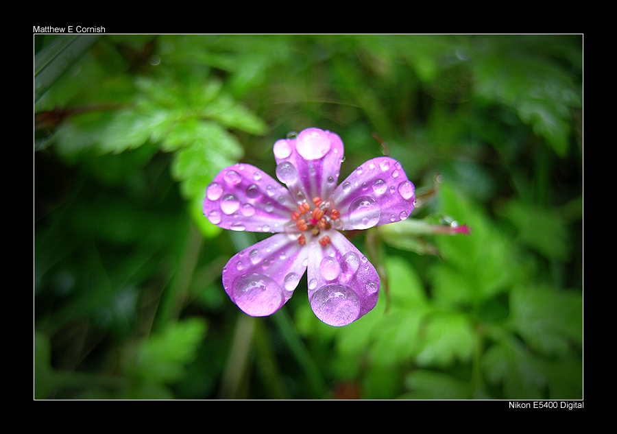 Bonny's Mountain - Purple