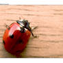 Ladybug 1